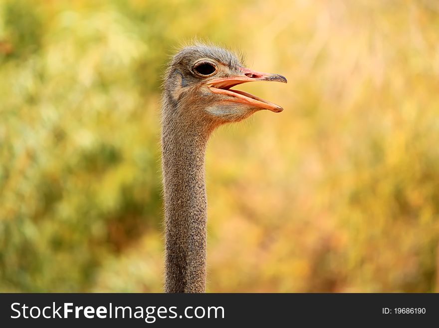 This is photo of ostrich