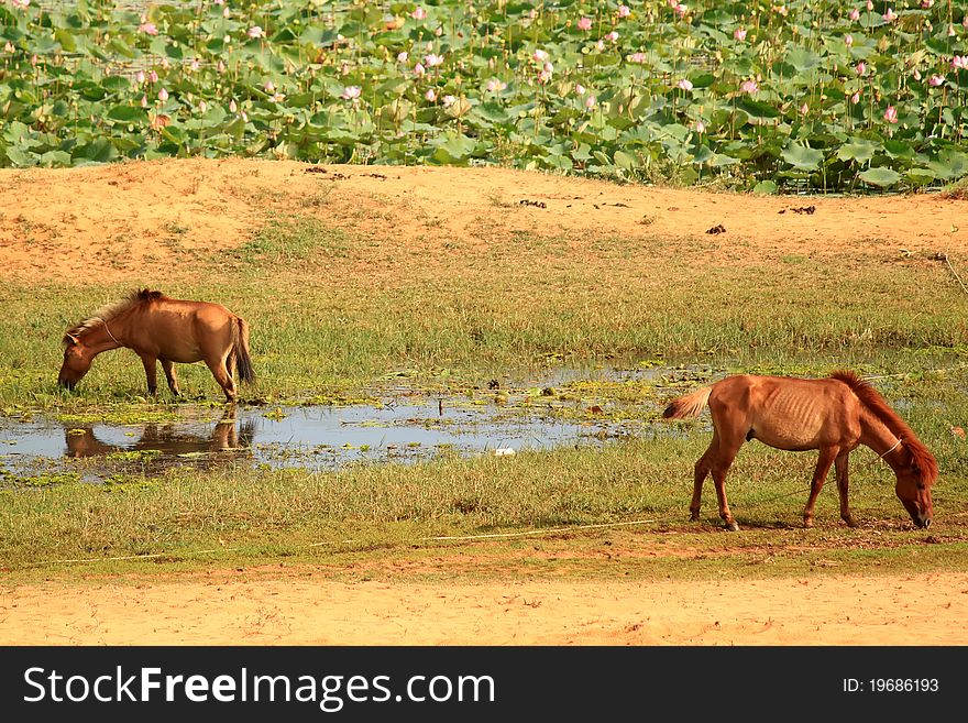 Photo of a horses on meadow