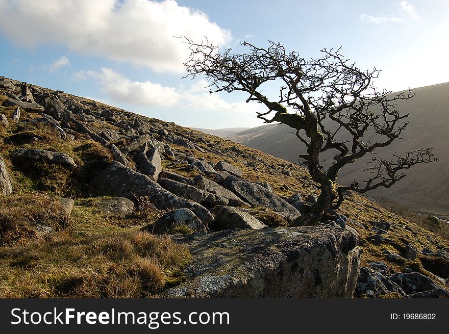 A sole tree on the wilderness of Dartmoor in England. A sole tree on the wilderness of Dartmoor in England