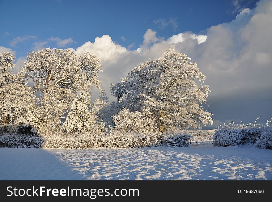 Hoare frost on trees at Monkleigh Torrington Devon England