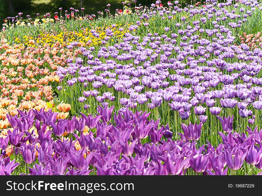 Flowerbed with violet spring tulips. Flowerbed with violet spring tulips