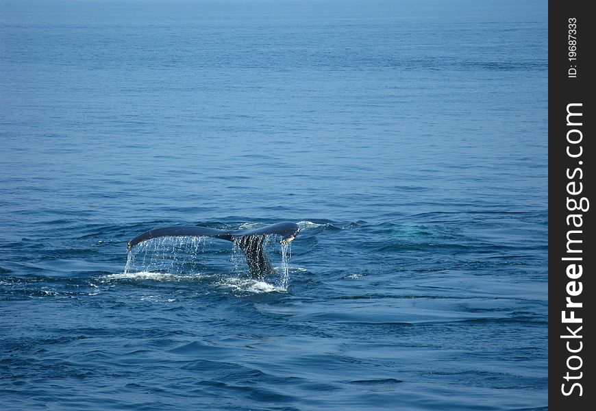 Humpback Whale tail swimming water