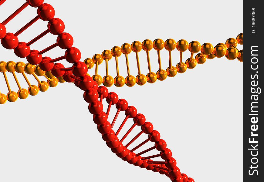 3D rendered isolated yellow and red DNA chains on white