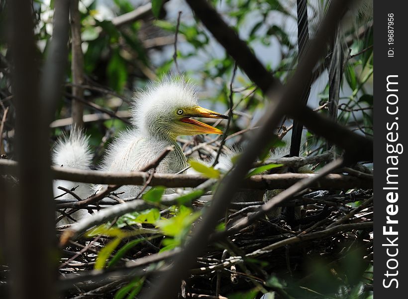 A perky great white egret chick in his nest. A perky great white egret chick in his nest.