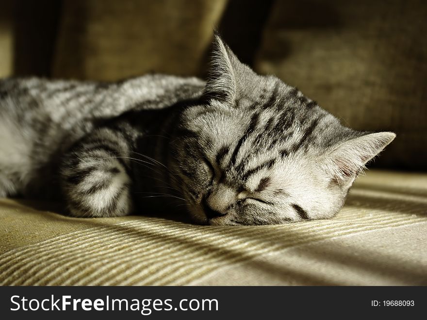 Sleeping Cat