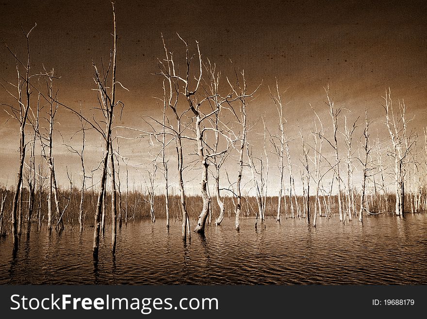 Dry forest in grunge background