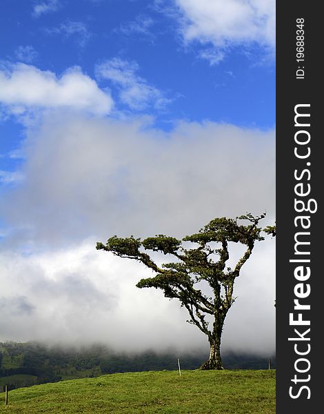 Tropical tree atop grassy hill against blue and clouds. Tropical tree atop grassy hill against blue and clouds