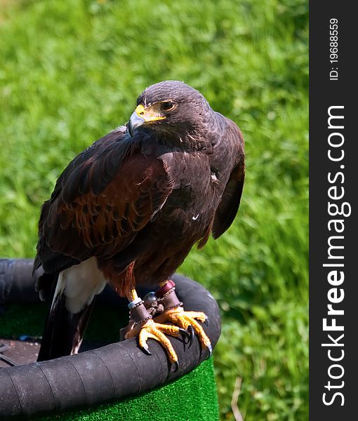 Portrait of a red hawk on a background of green grass. Portrait of a red hawk on a background of green grass.