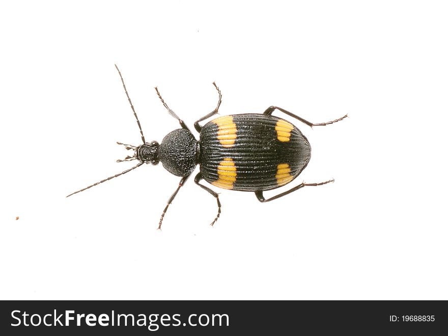 A Carabidae on a white background.Dischissus japonicus Andrewes,1933