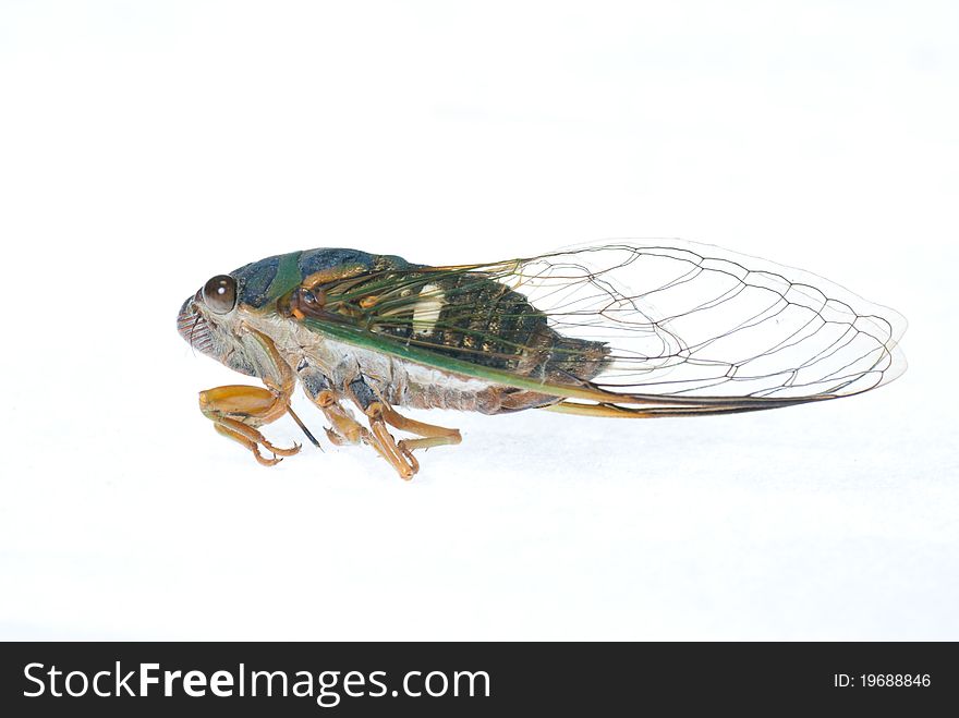 A cicada on a white background