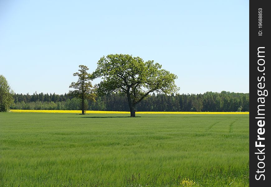 Green field in spring; Gotland, Sweden. Green field in spring; Gotland, Sweden