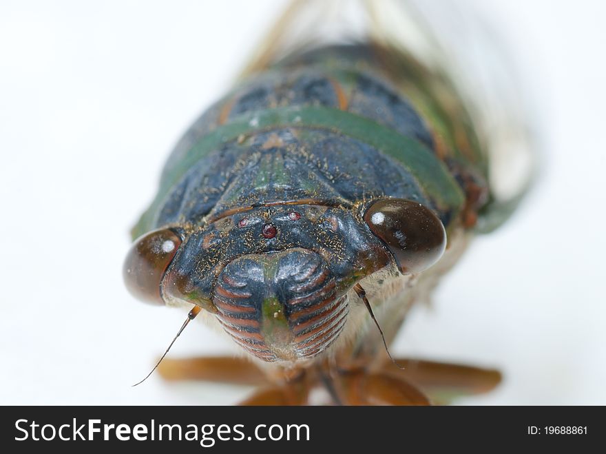 The head of cicada on a white background