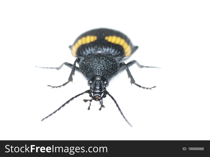 A Carabidae on a white background.Dischissus japonicus Andrewes,1933