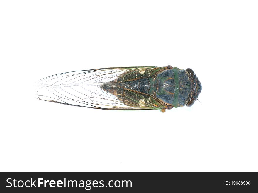 Cicada