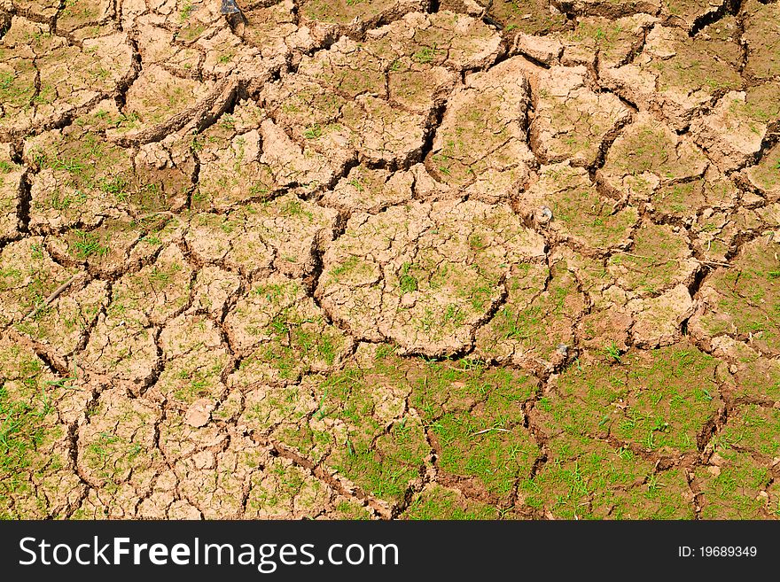 Ground Surface To Be Drying Together With Grass