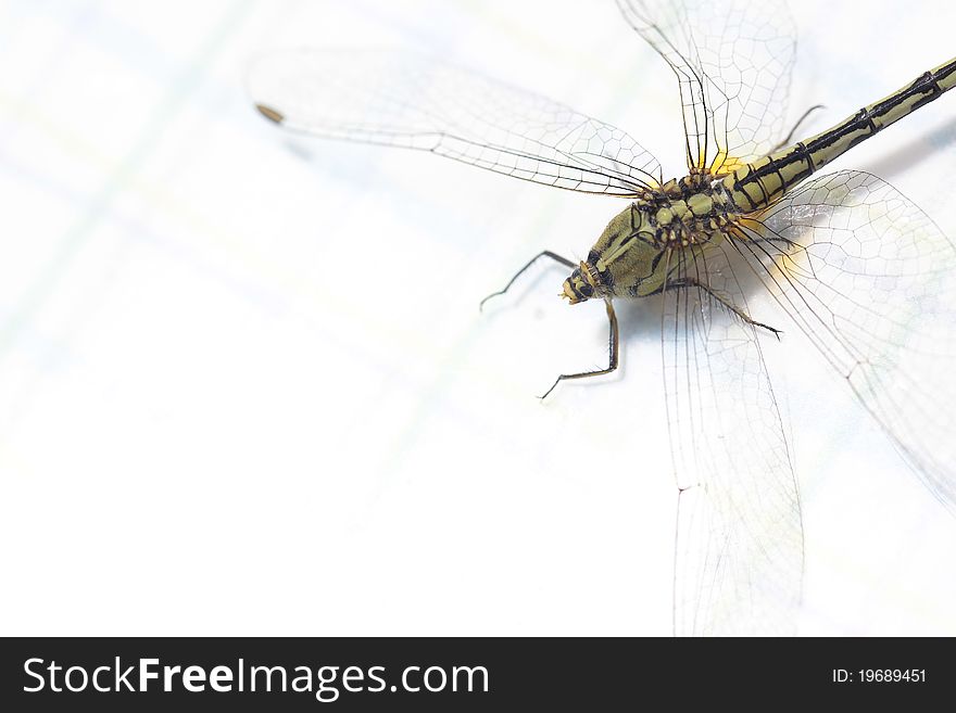 Dragonfly and white color background. Dragonfly and white color background