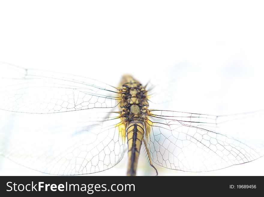 Dragonfly and white color background. Dragonfly and white color background