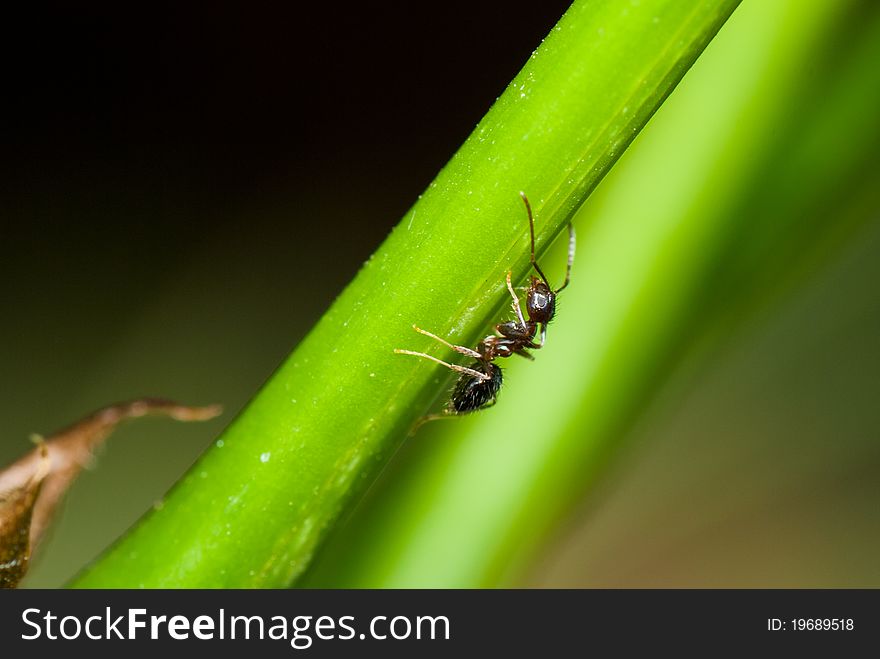 A ant stand in green leaf