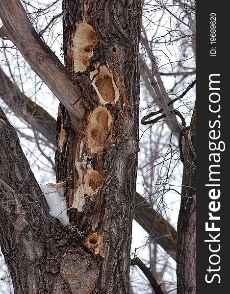 This busy woodpecker was determined to succed in the search for food.