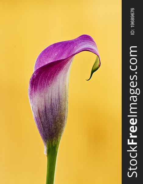 Beautiful calla lily in yellow background with amazing colors