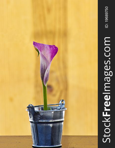 Beautiful calla lily in wood background with amazing colors