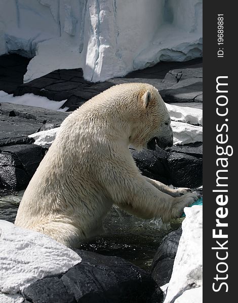 Stock image of polar bear