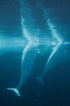 White Beluga Whale Stock Images White Beluga Whale Stock Images