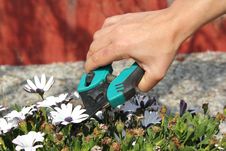 Pruning Flowers Royalty Free Stock Photos Pruning Flowers Royalty Free Stock Photos