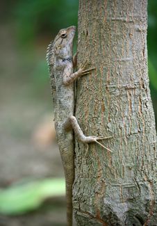 Camouflaged Garden Lizard Stock Images