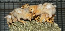 Poultry Signals - Young Free Range Chickens Stock Photos Poultry Signals - Young Free Range Chickens Stock Photos