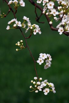 Pear Flowers Royalty Free Stock Image Pear Flowers Royalty Free Stock Image