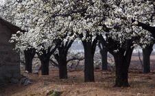 Pear Woods Royalty Free Stock Photo