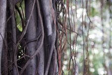 The Vine Involves Banyan Ancient Tree Royalty Free Stock Photography The Vine Involves Banyan Ancient Tree Royalty Free Stock Photography