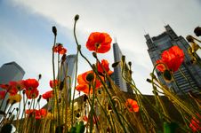 Flowers And Banking Buildings Stock Images Flowers And Banking Buildings Stock Images
