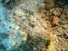 A Well Camouflaged Stone Fish Royalty Free Stock Images A Well Camouflaged Stone Fish Royalty Free Stock Images