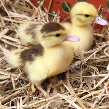 Ducklings Royalty Free Stock Images