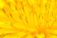 Stamens Of Dandelion Flowers Royalty Free Stock Images