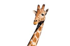 Giraffe Head Royalty Free Stock Photography