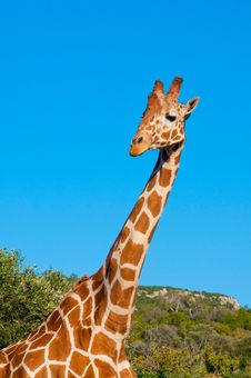 Giraffe Against Blue Sky Stock Images Giraffe Against Blue Sky Stock Images