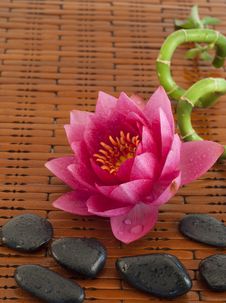 Spa Composition With Pink Water Lily Stock Images Spa Composition With Pink Water Lily Stock Images