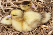 Ducklings Royalty Free Stock Images