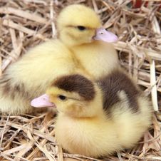 Ducklings Royalty Free Stock Photography