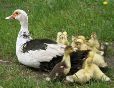 Duck And Ducklings Royalty Free Stock Photography