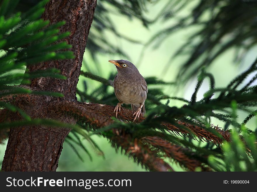 The Yellow-billed Babbler or White-headed Babbler (Turdoides affinis) is an Old World babbler endemic to southern India and Sri Lanka. The Yellow-billed Babbler is a common resident breeding bird in Sri Lanka and southern India. Its habitat is scrub, cultivation and garden land. This species, like most babblers, is not migratory, and has short rounded wings and a weak flight and is usually seen calling and foraging in groups. It is often mistaken for the Jungle Babbler, whose range overlaps in parts of southern India, although it has a distinctive call and tends to be found in more vegetated habitats