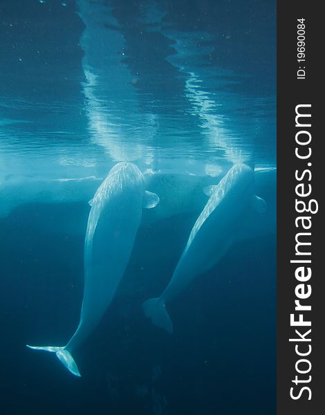 Stock image of white beluga whale