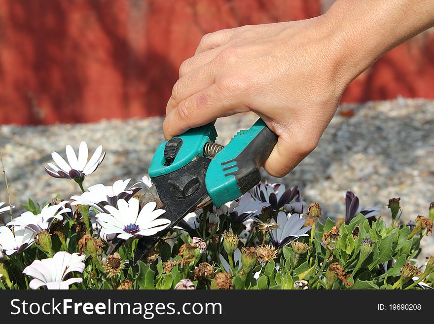 Closeup of daisies in spring pruning. Closeup of daisies in spring pruning