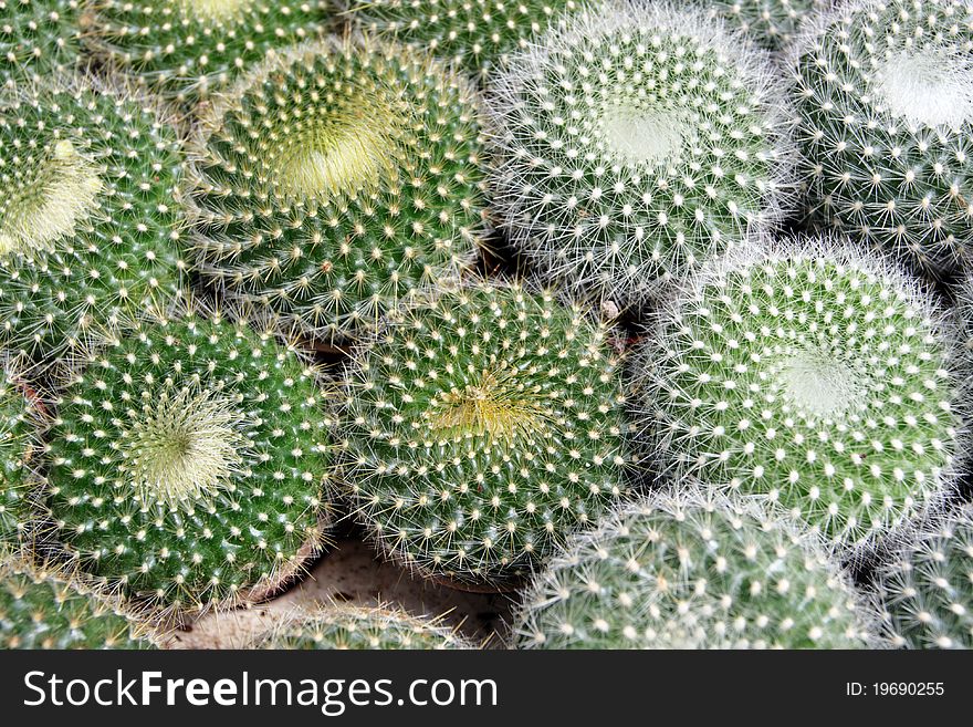 Stock image of cactus at Cameron Highland, Malaysia