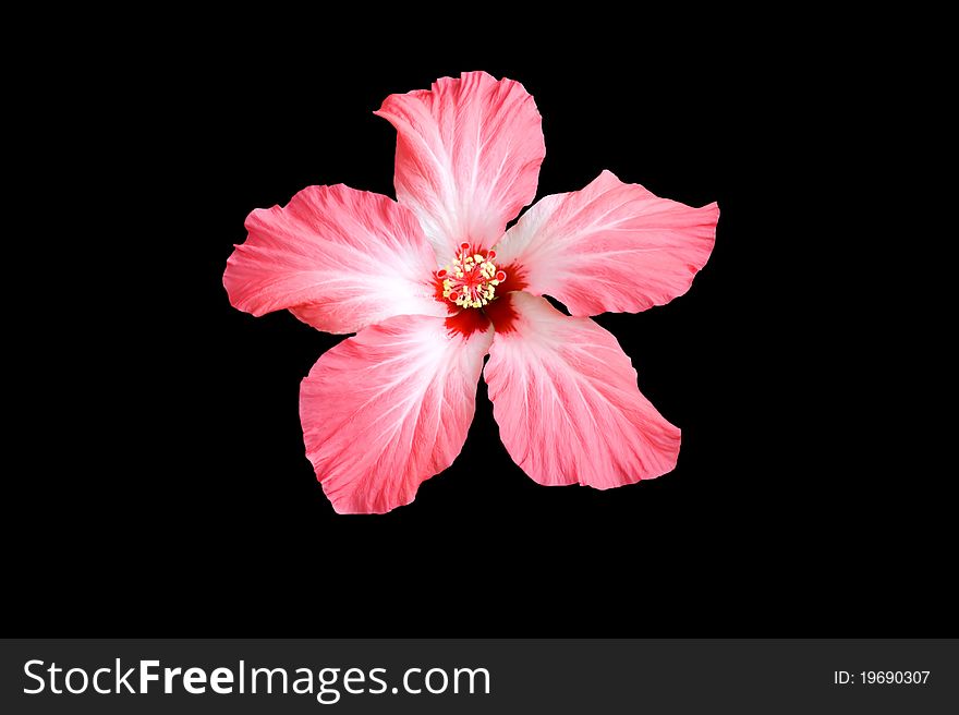 Sudanese Roses (Hibiscus) blossoms isolated on a black background