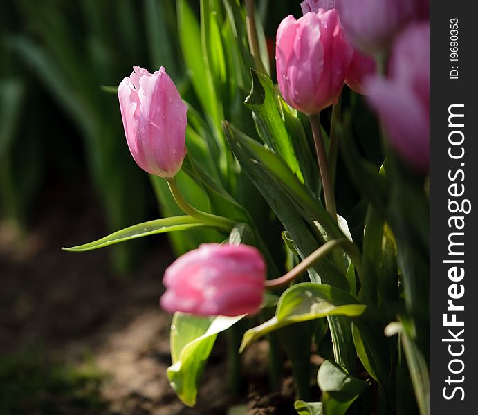 The blooming pink tulip in the garden at Thailand