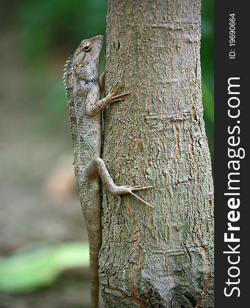 Camouflaged garden lizard